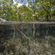 Hábitat de T. magnifica: un manglar marino en Guadalupe
